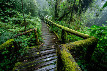 Wooden Path way covered with green moss at the evergreen forest, Forest trail in Thailand