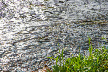 green grass in the water