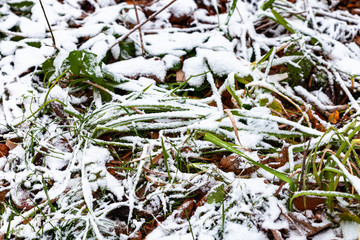 first snow covers lawn with green grass and leaves