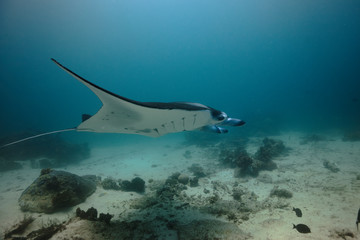 Manta ray, passing in the Sulwaesi Sea near Sangalaki Island, East Rflimantan.	