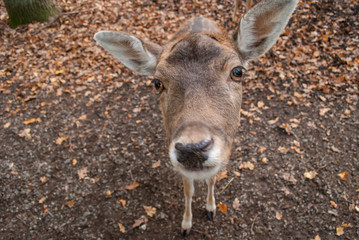 Rehe im wildgehege