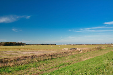 Fototapeta na wymiar Large meadows with happy free range sheep on dutch island Texel on a summer day with blue sky