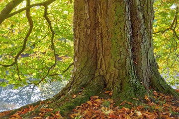 Majestic Chestnut Tree Trunk with Autumn Leaves in Sunlit Forest
