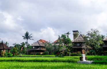 Fototapeta na wymiar Villas in the jungle near rice fields.