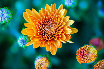 closeup of a flower