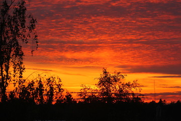 Tree branches on a background of bright juicy sunset sky