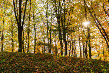 Fototapeta premium Beautiful morning scene in the forest with sun rays and long shadows