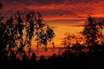 Tree branches on a background of bright juicy sunset sky