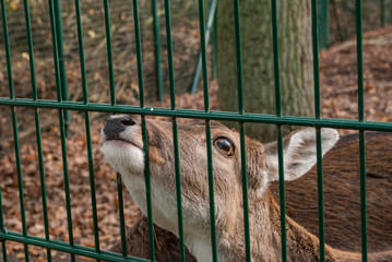 Rehe im wildgehege