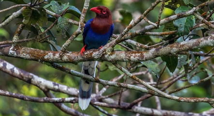 A Blue Magpie perched on a tree branch in Sinharaja rain forest in Deniyaye Sri Lanka