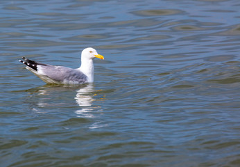 Seagull on sea
