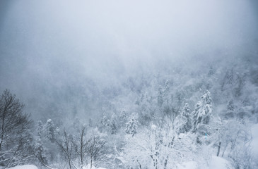 Fototapeta na wymiar Snow-capped Caucasus mountains in winter in fog. Snowy winter in the mountains. Winter landscape.