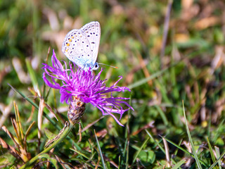 butterfly on a thistle