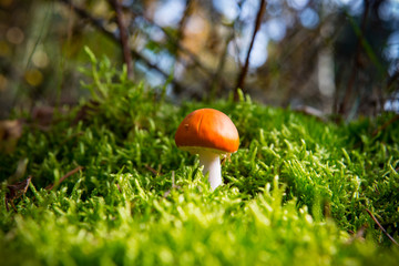 mushrooms in dutch autumn forest