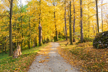Autumn forest scenery with road of fall leaves & warm light illumining the gold foliage. Footpath in scene autumn forest nature. Vivid october day in colorful forest, maple autumn trees road fall way