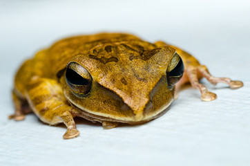 frog on background