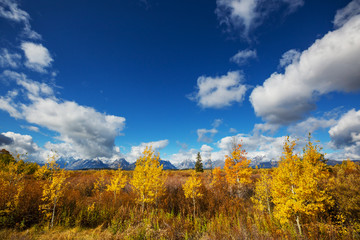 Fototapeta na wymiar Autumn in Grand Teton