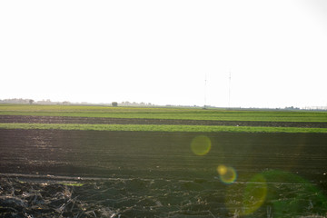 landscape with green field