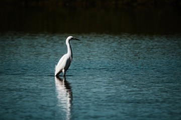 heron sits on water