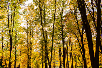 Fototapeta premium Autumn forest trees. Nature green wood sunlight backgrounds.
