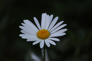Obraz premium white daisy flower