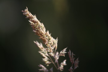 grass on a background