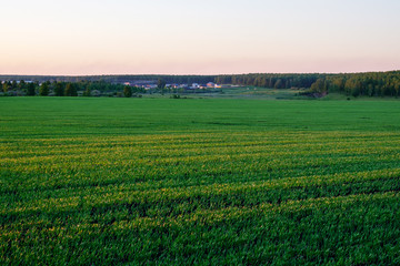 Fototapeta na wymiar green field with just sprung crops for food