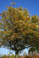 Obraz premium Kastanienbaum