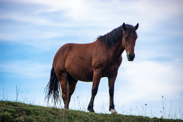 Obraz premium wild horse
