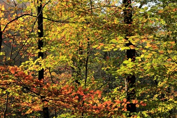 colorful autumn leaves in bright fall colors in the forest
