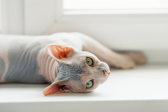 Beautiful Sphynx cat