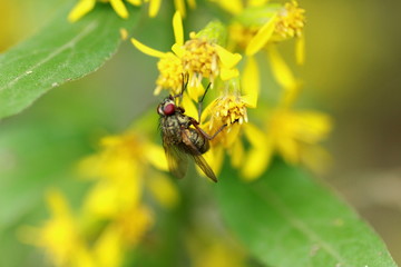 Mouche sur une fleur jaune