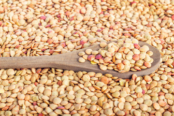 wooden spoon with lentils on the background of grains