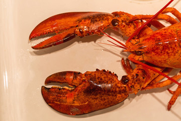 Lobster Claws