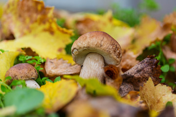 Mushroom in forest