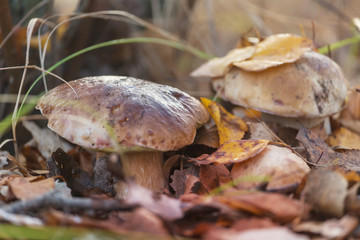 Mushroom in forest