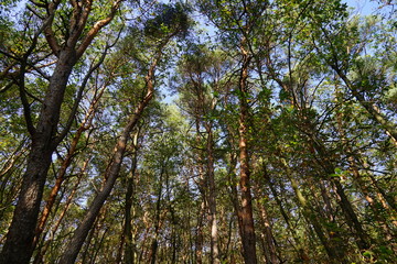 Blick zu den Baumwipfeln im Wald am Werderberg in Edenkoben