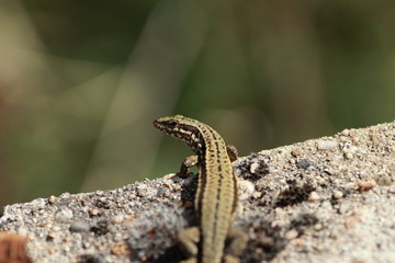 Lézard des murailles	