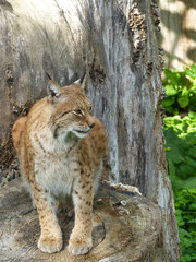 European lynx in captivity, on top of a log, Skansen Museum, Stockholm, Sweden.