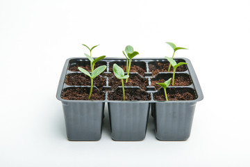 cucumber sprouts in a pot on a white background