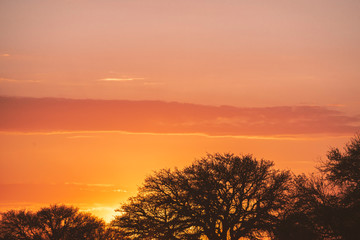 savanna sunset sky