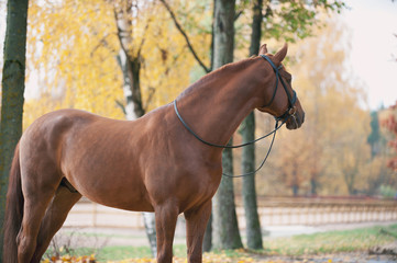 Portrait of graceful red horse standing on manege