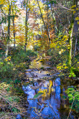 Herbstbäume 