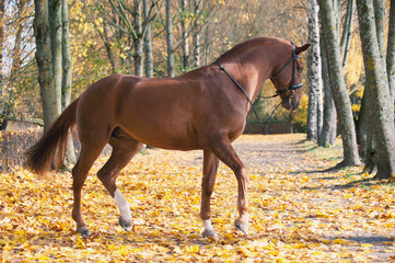 Portrait of graceful red horse running
