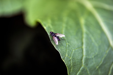 fly on leaf, sweden