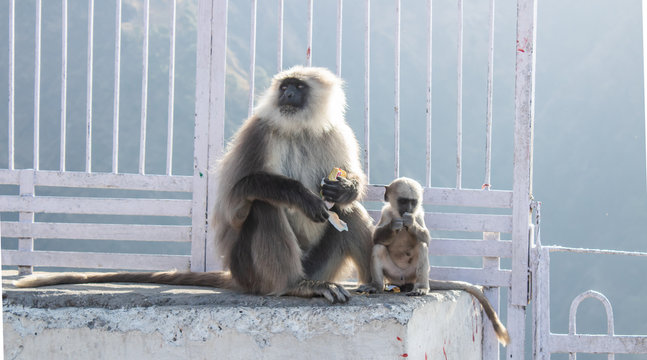 Baby monkey sitting safely near its mother holding a biscuit packet from a tourist. Mother nature concept