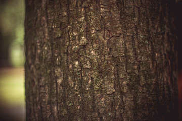 Fototapeta premium Corteccia tortora marrone macro