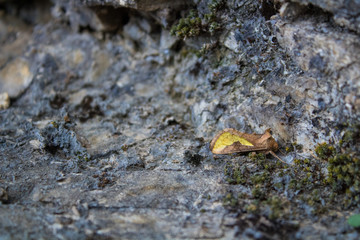 Died butterfly with broken wings. Tough time concept