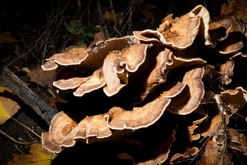 Pilzzeit jäger und sammler 