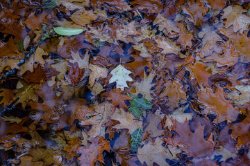 fallen brown and red leaves in the water, floating